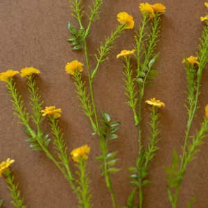 Flores Margaritas Amarillas