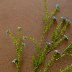 Flores Margaritas Azules