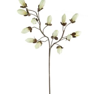 Rama Magnolia