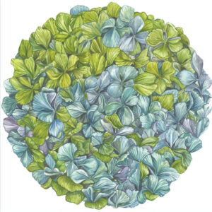 Individuales Hortensias