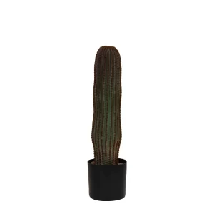 Cactus Vatricania en Maceta de Plástico